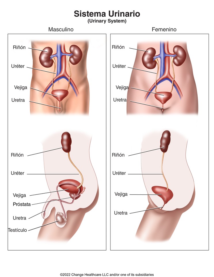 Urinary System: Illustration